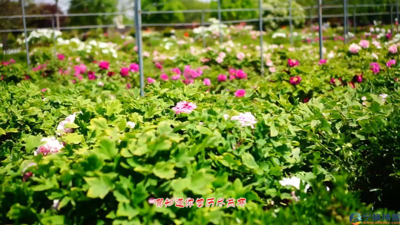 牡丹[00_01_09][20190419-080525].png